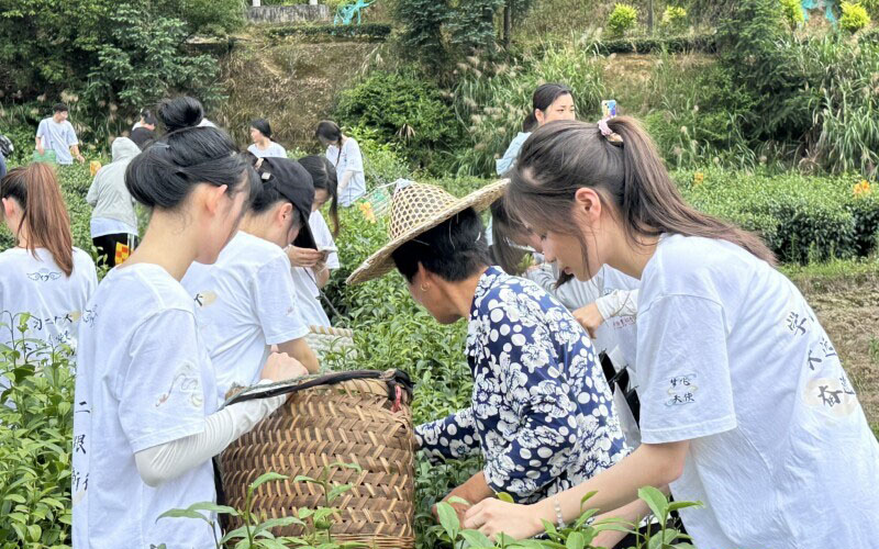閩衛(wèi)院學(xué)子三下鄉(xiāng)：體驗古法制茶技術(shù)，品味“下黨的味道”