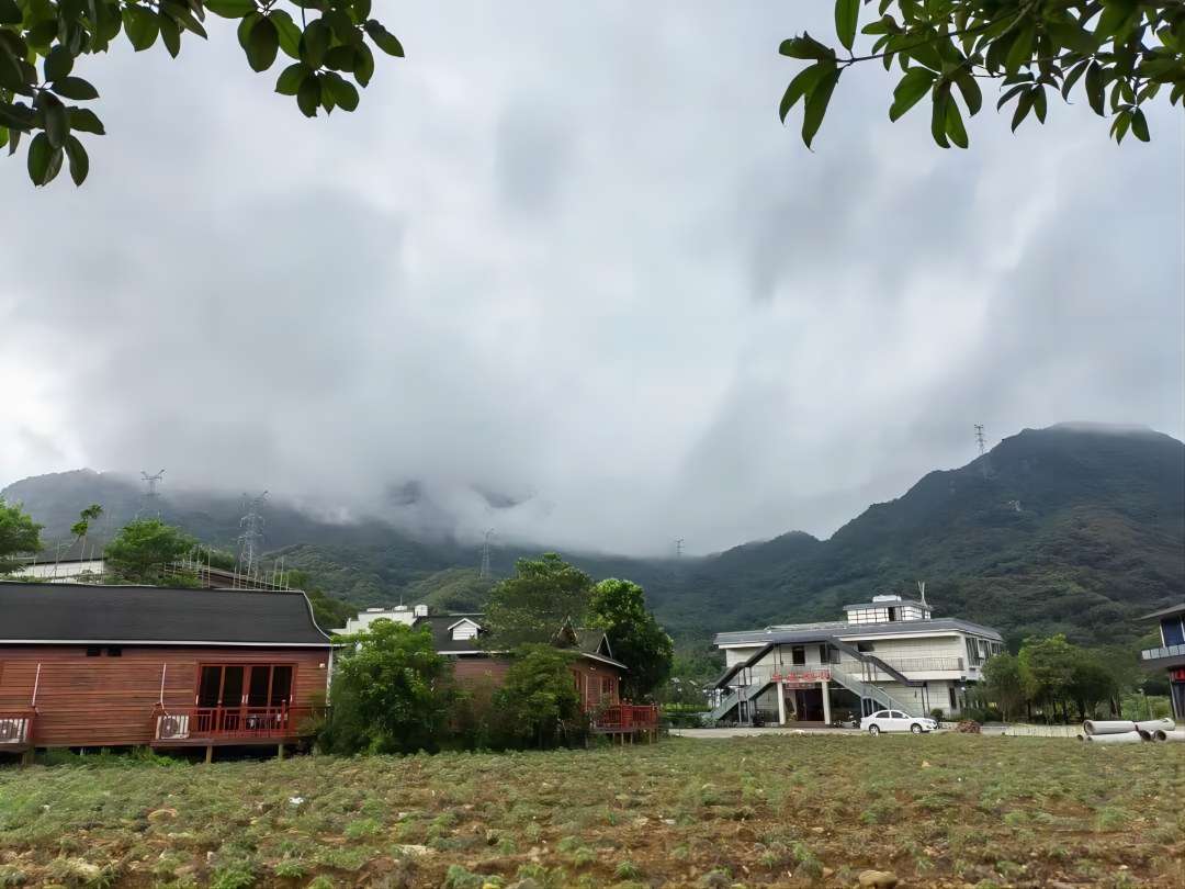 廣東建院三下鄉(xiāng)繪夢實踐隊——茶園勞動增體驗 采茶制茶學真知