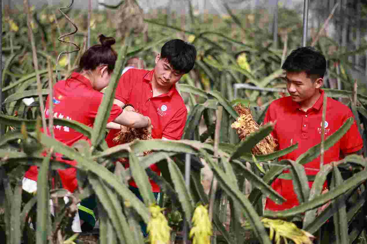 助農(nóng)“青”力為，許愿果豐收