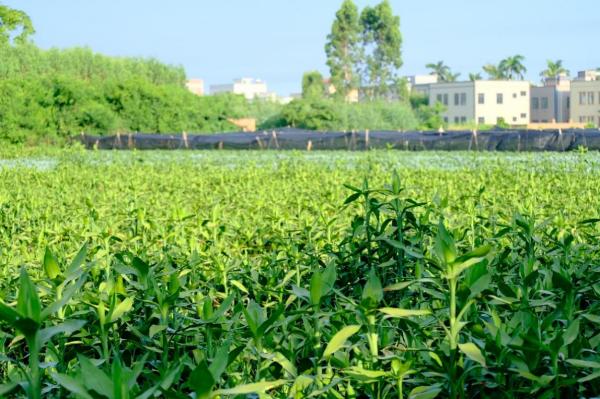 緊跟時代步伐，賡續(xù)綠竹未來