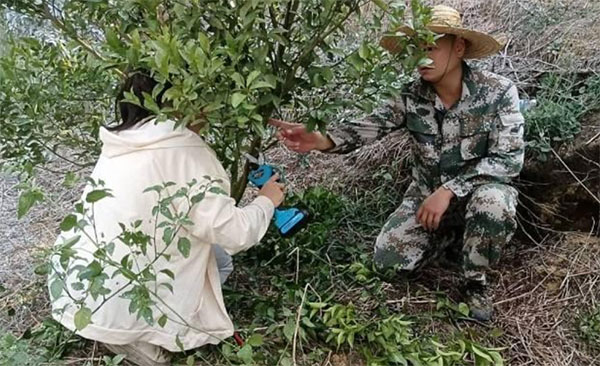 做好柑橘大文章，走好興業(yè)富民路
