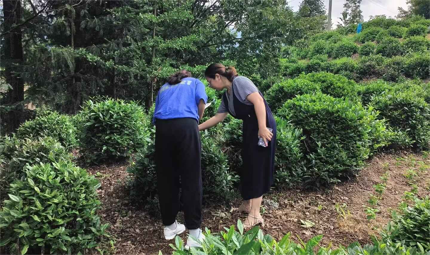 山東大學(xué)（威海）茶韻徽風(fēng)調(diào)研團——茶香繞徽州，茶鄉(xiāng)旅致富